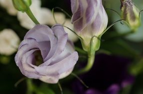 purple rose close-up