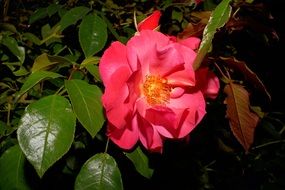 pink rose blossom in summer garden