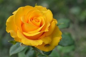 Perfect yellow rose