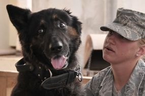 military dog companion