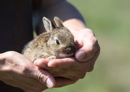 small rabbit in hands