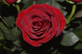 velvet dark red rose