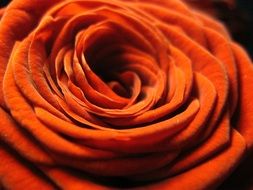 Close-up of the red rose on black background