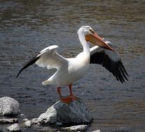 pelican on the rock