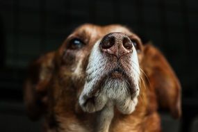 brown dog's face close up