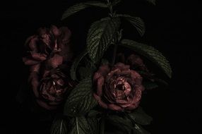 vintage bouquet of dark roses