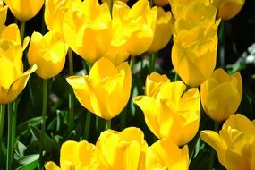 The field of yellow tulips
