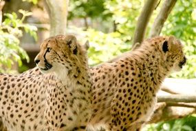 life of two leopards in the national park