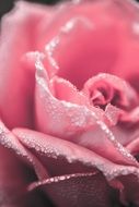 petals with dew close-up on blurred background