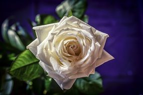 white rose on a purple background