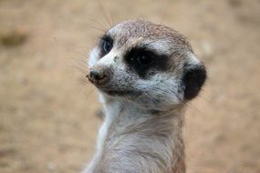 cute meerkat close up