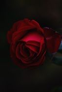 red rose on black background