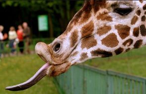 Funny giraffe with long tongue