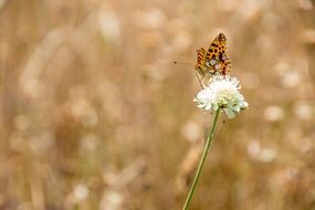 cute butterfly on the flower