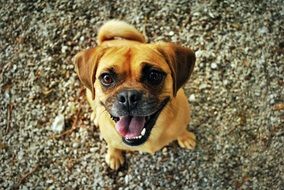 happy smiling pet