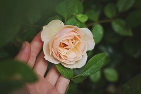 rose flower hand