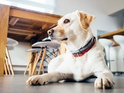 white dog indoor