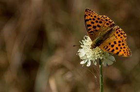 butterfly collecting nectar on a white flower