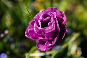 violent flower spring color nature white