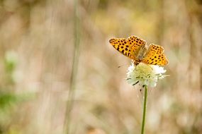 Butterfly on a flower on a blurred background