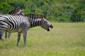 zebra laughing on green field