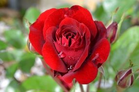 red rose with dew on the petals