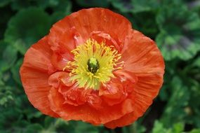 red poppy on green leaves