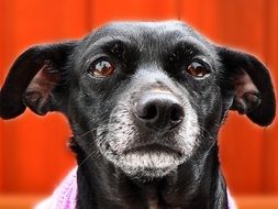 portrait of Black cute dog