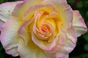 delicate rose in drops of water close-up