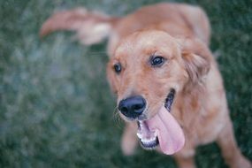 Beautiful and cute dog with his tongue sticking out of happiness