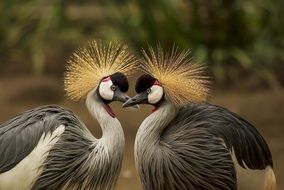 couple of grey crowned cranes