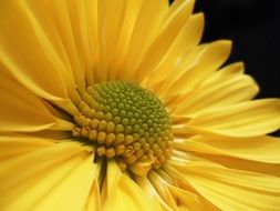 macro shot of a beautiful yellow flower
