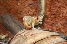 smakk desert fox