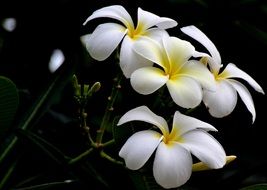 nice white and yellow flowers on dark background