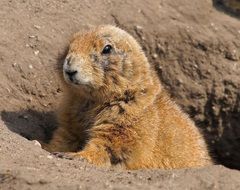 cute prairie dog crawled out of the hole