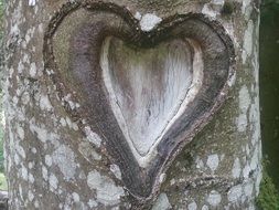 heart on tree bark