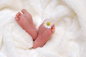 newborn baby with a camomile in a fluffy white blanket