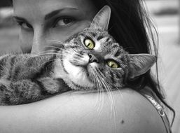 gray cat in the arms of a girl