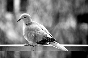 pigeon on the balcony