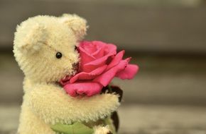 teddy bear holding a rose