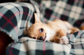 chihuahua on the blanket