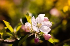 spring flower bouquet