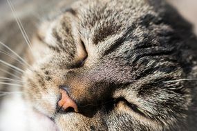 Muzzle of a satisfied gray cat