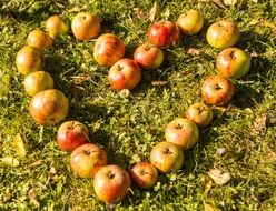 heart apple