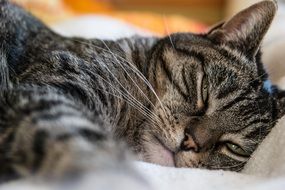 tabby cat on a pillow