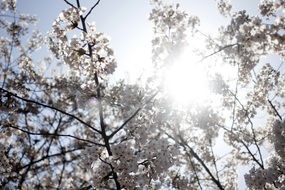 cherry blossom at sky in sunny day