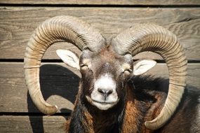 Photo of the happy mouflon with horns