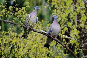 strikingly beautiful lovebirds