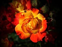 romantic rose flower