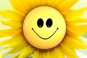 sunflower with a smiley